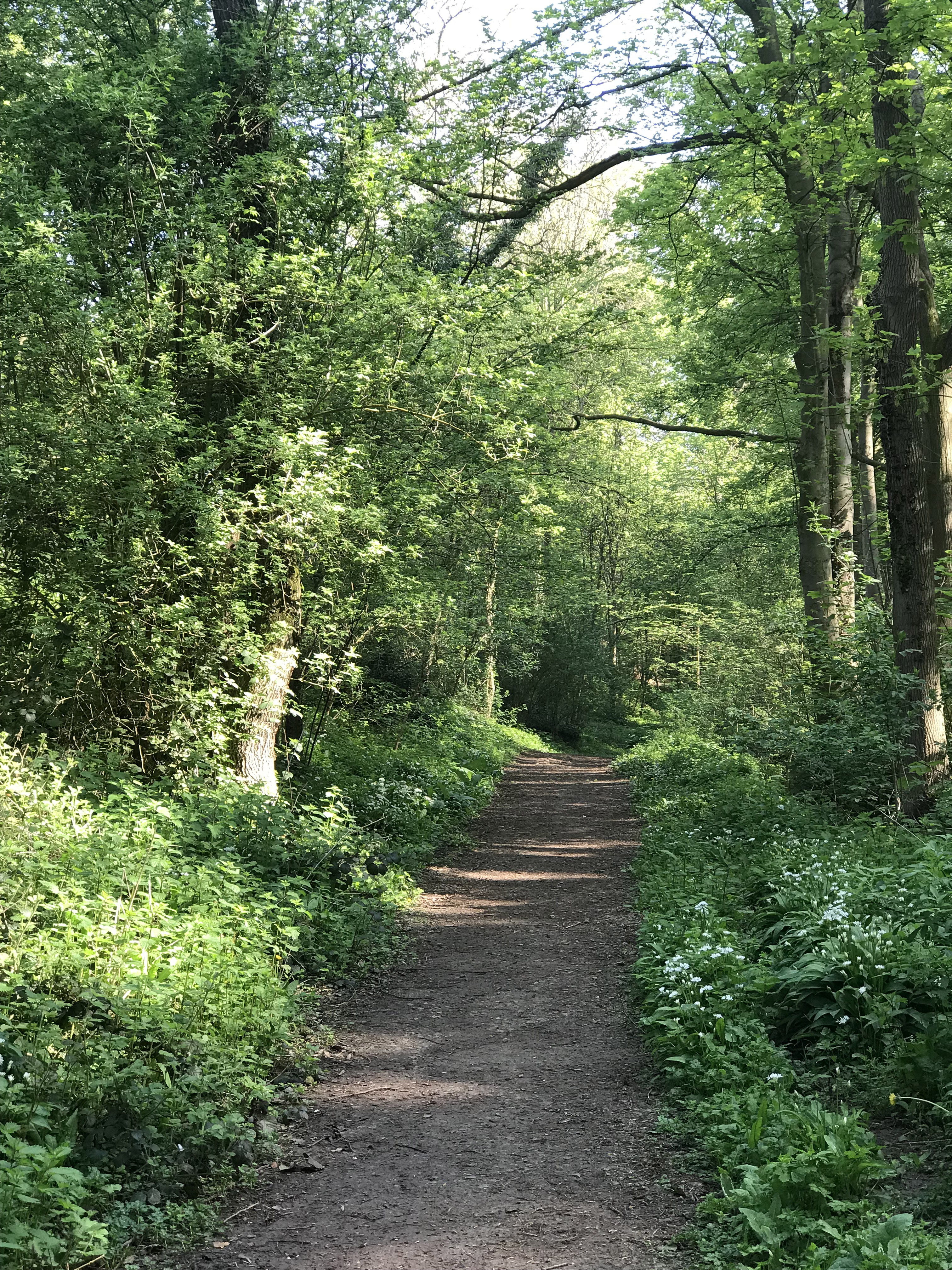 path in the woods